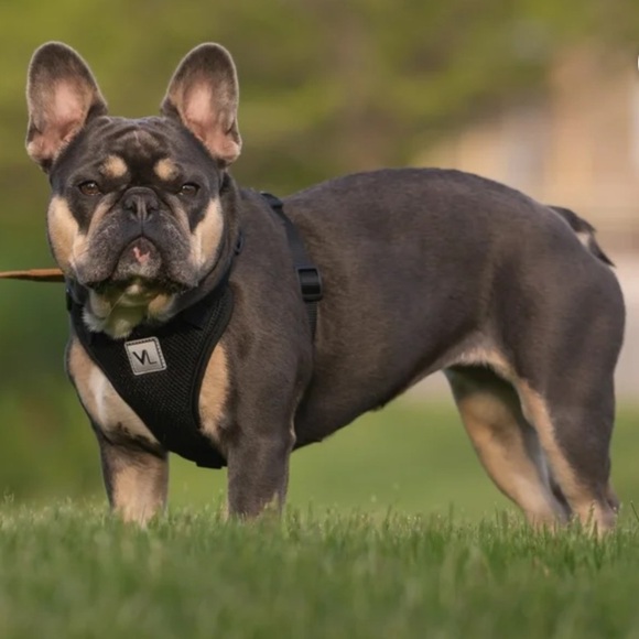 VIBRANT LIFE | Mesh Adjustable Dog Harness - Picture 1 of 5